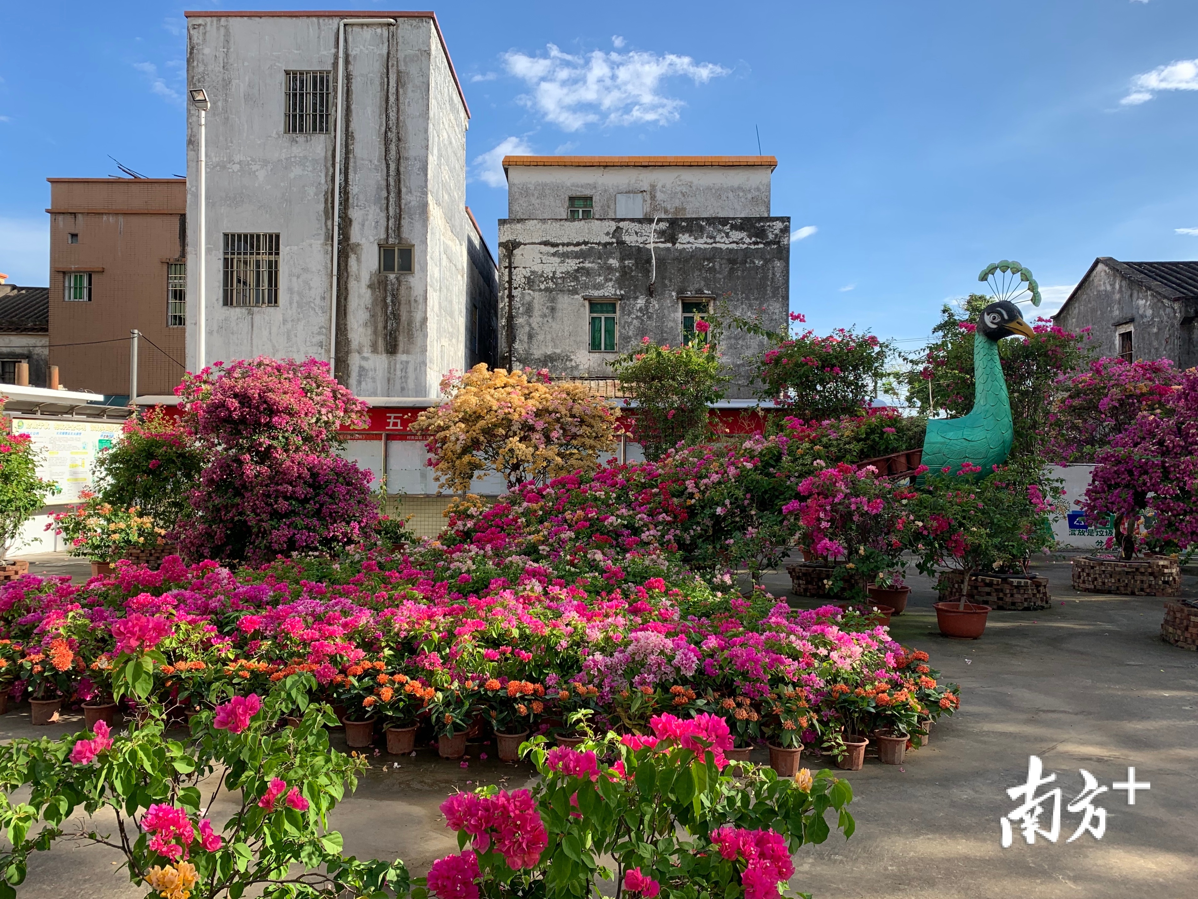 在横栏镇五沙村党群服务中心,繁花似锦的景象惹人驻足。