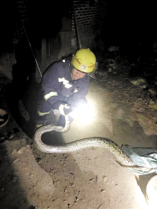 消防人员捕获大蟒蛇。