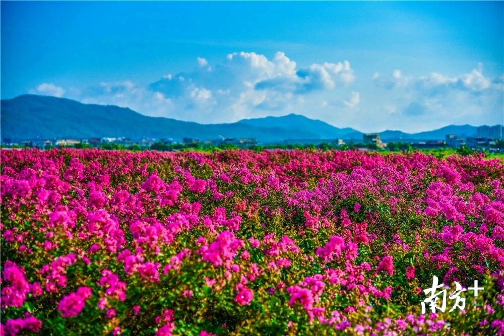 十大美景之海皮沟-紫薇花基地