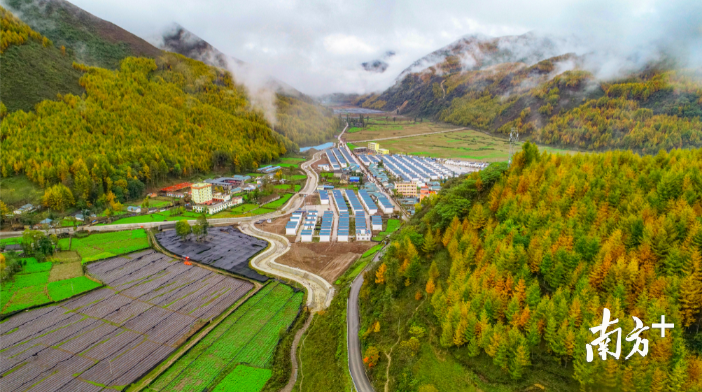 顺德区对口帮扶雷波县谷堆乡的大谷堆村千亩山葵现代农业产业园区.