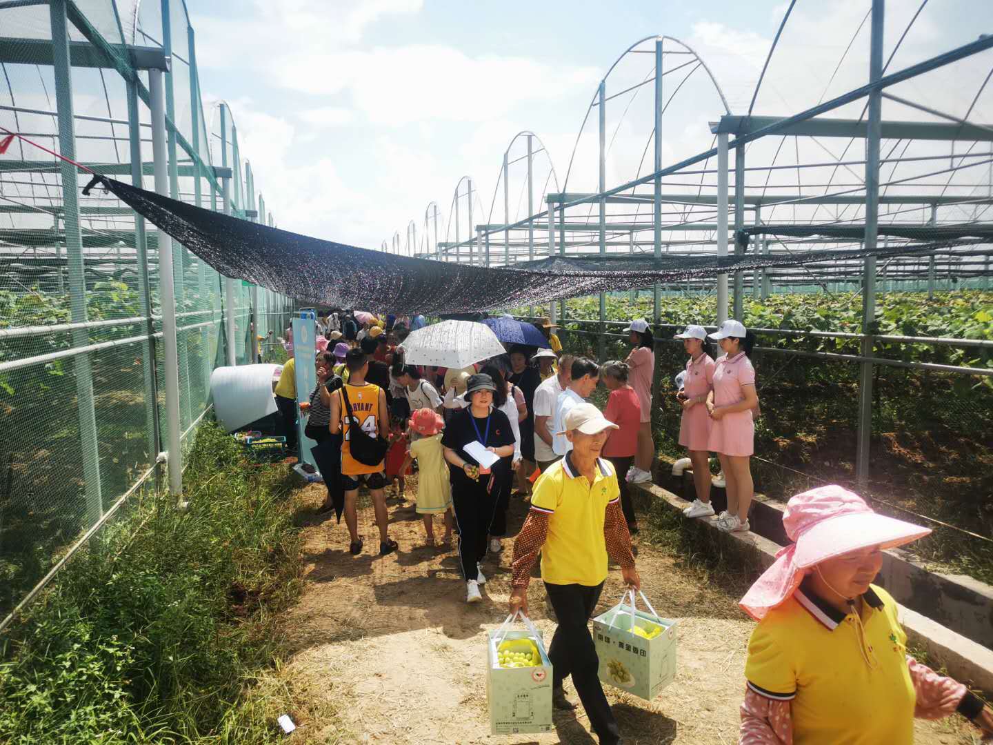 游客体验采摘乐趣 游客体验采摘乐趣