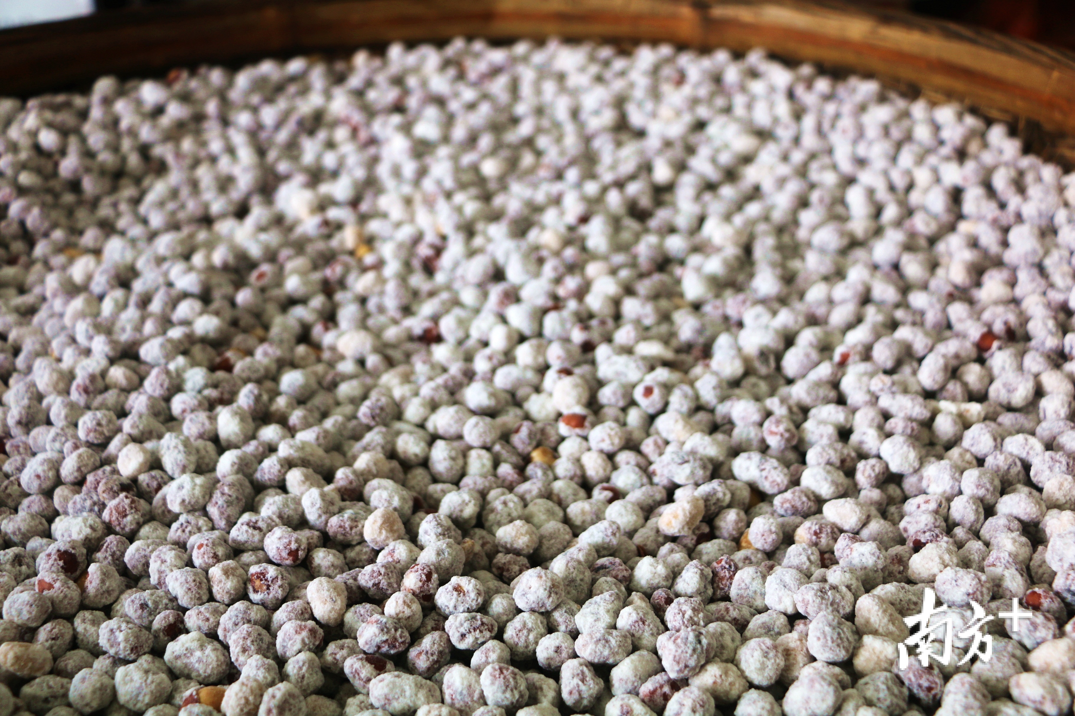 刚出炉的束砂在竹编容器里静置放凉，每一颗呈现雪白色。