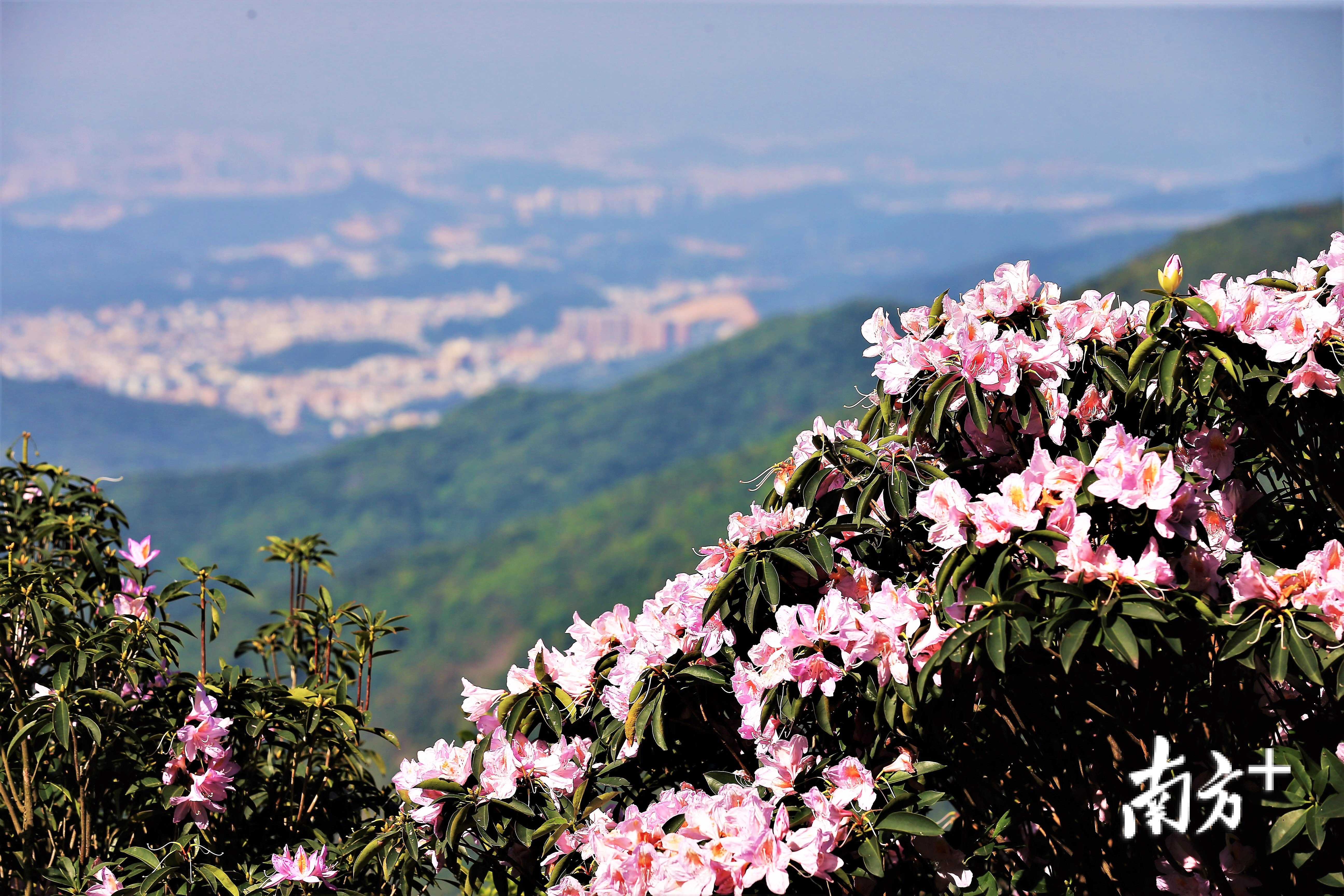 为什么来深圳？