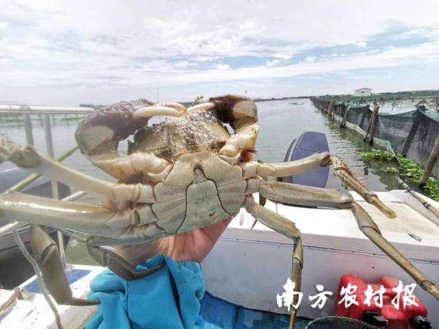 阳澄湖大闸蟹呈现出体大膘肥、青壳白肚、金爪黄毛、肉质膏腻的特点。