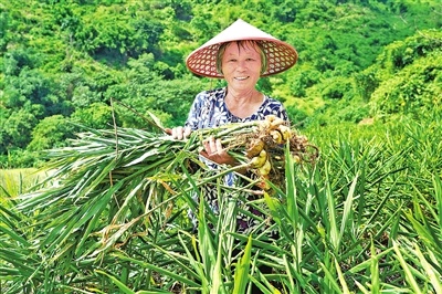 村民在收获生姜。 村民在收获生姜。