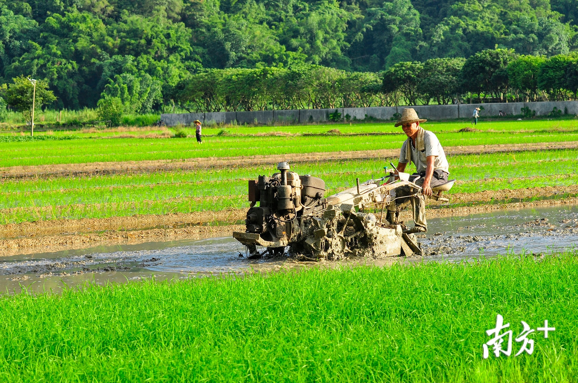 《我骑铁牛耕田忙》张凤珊 摄