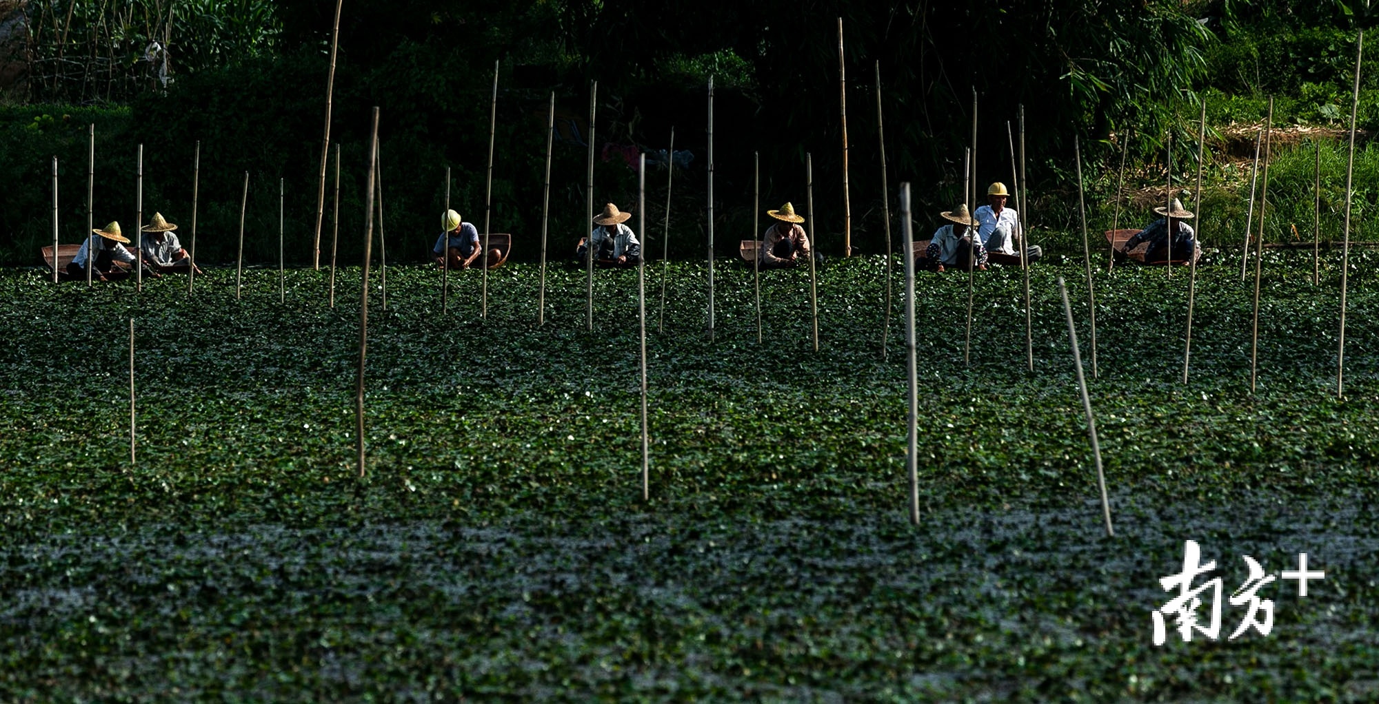 《採菱小调》,庄建明摄于磷溪仙美。