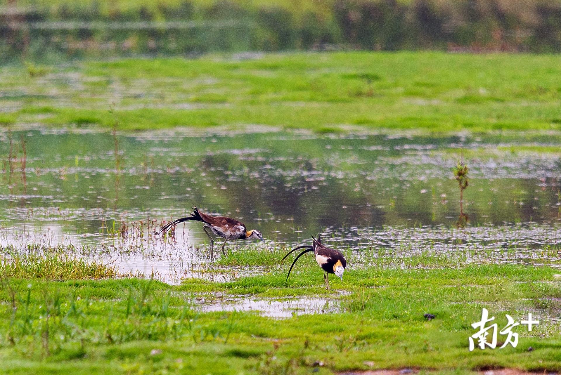 《生态湘桥》 陈锡荣 摄