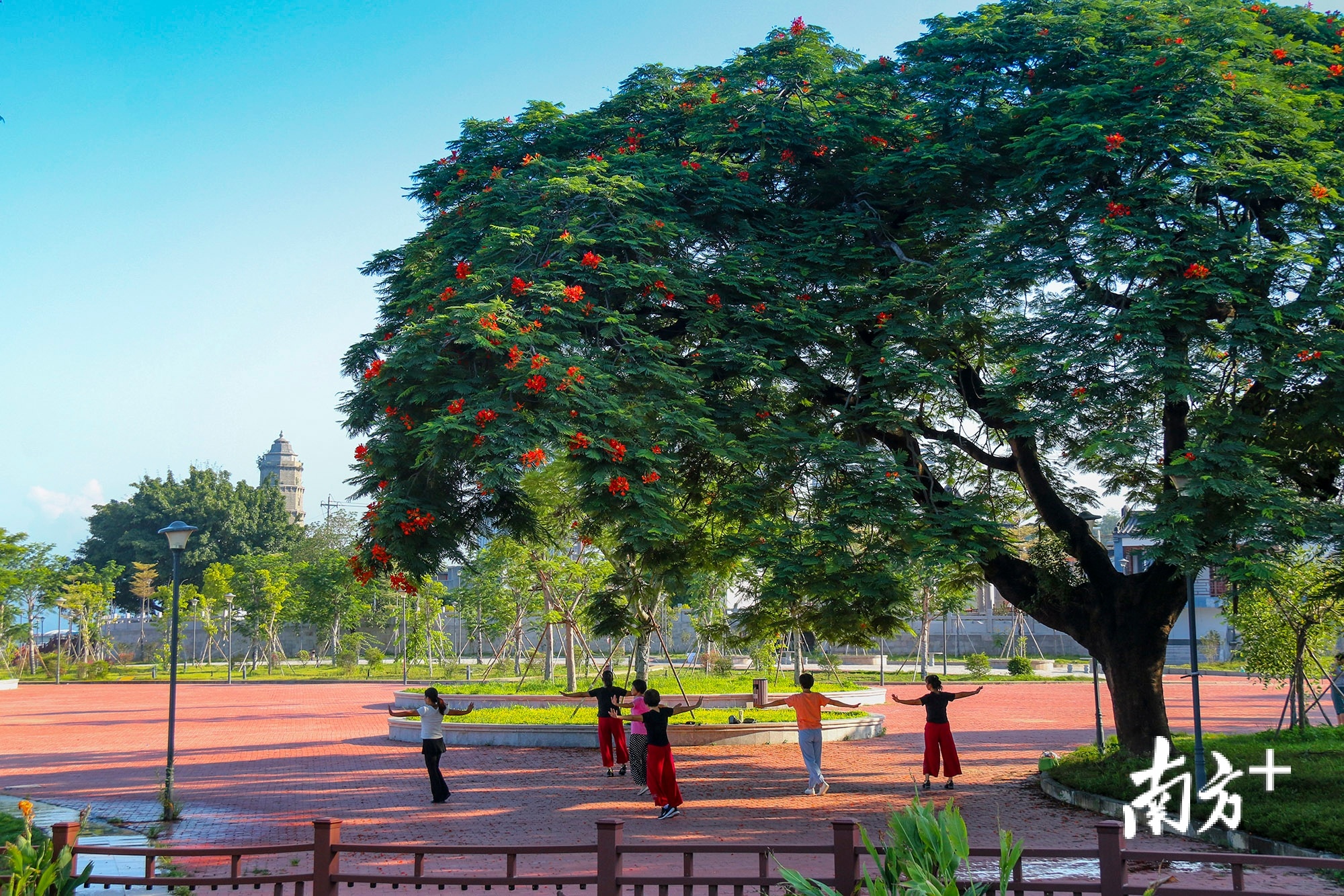 《金凤树下》林小强 摄