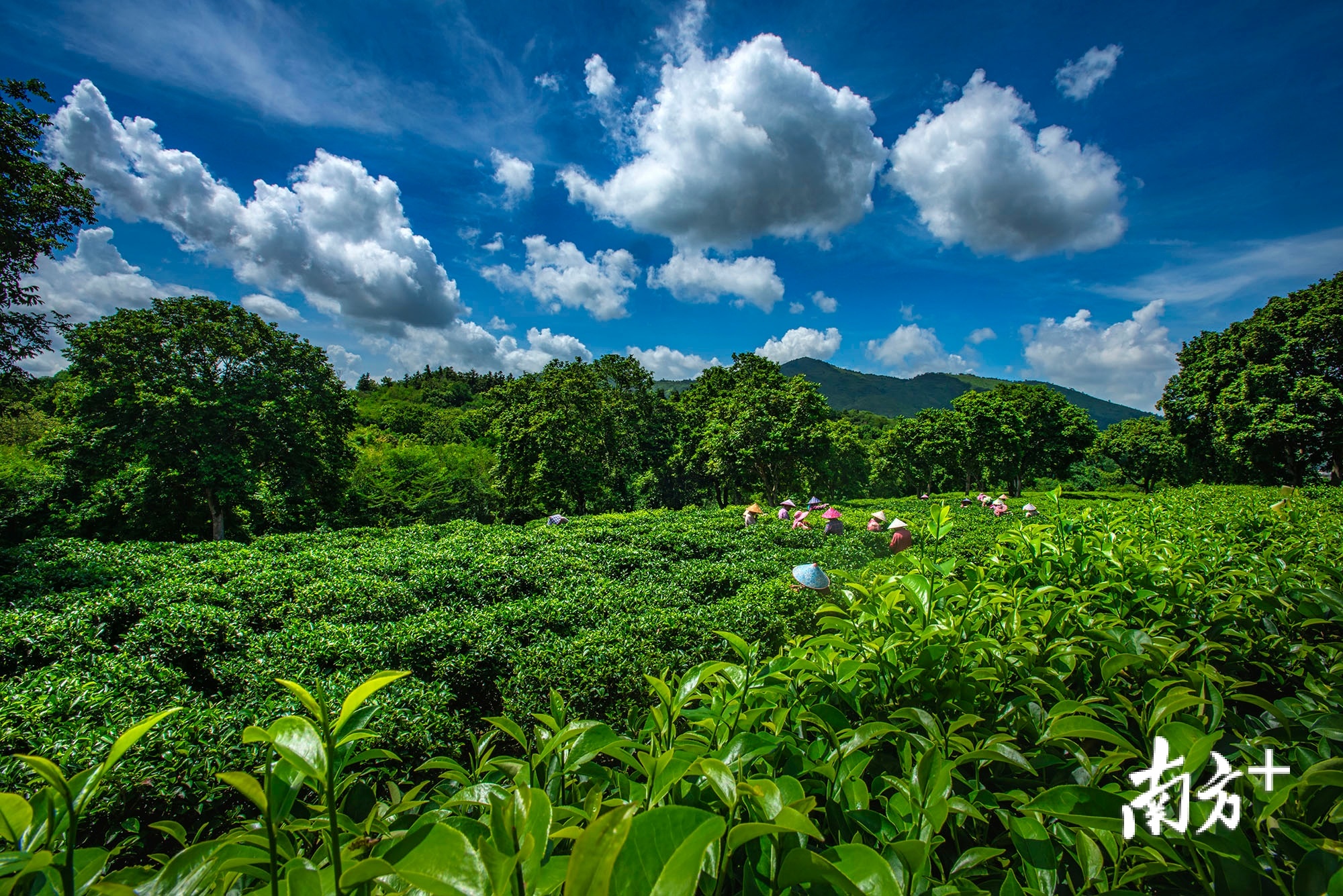 《采茶》 黄山湖摄于湘桥区意溪镇上径村湘美茶叶基地。