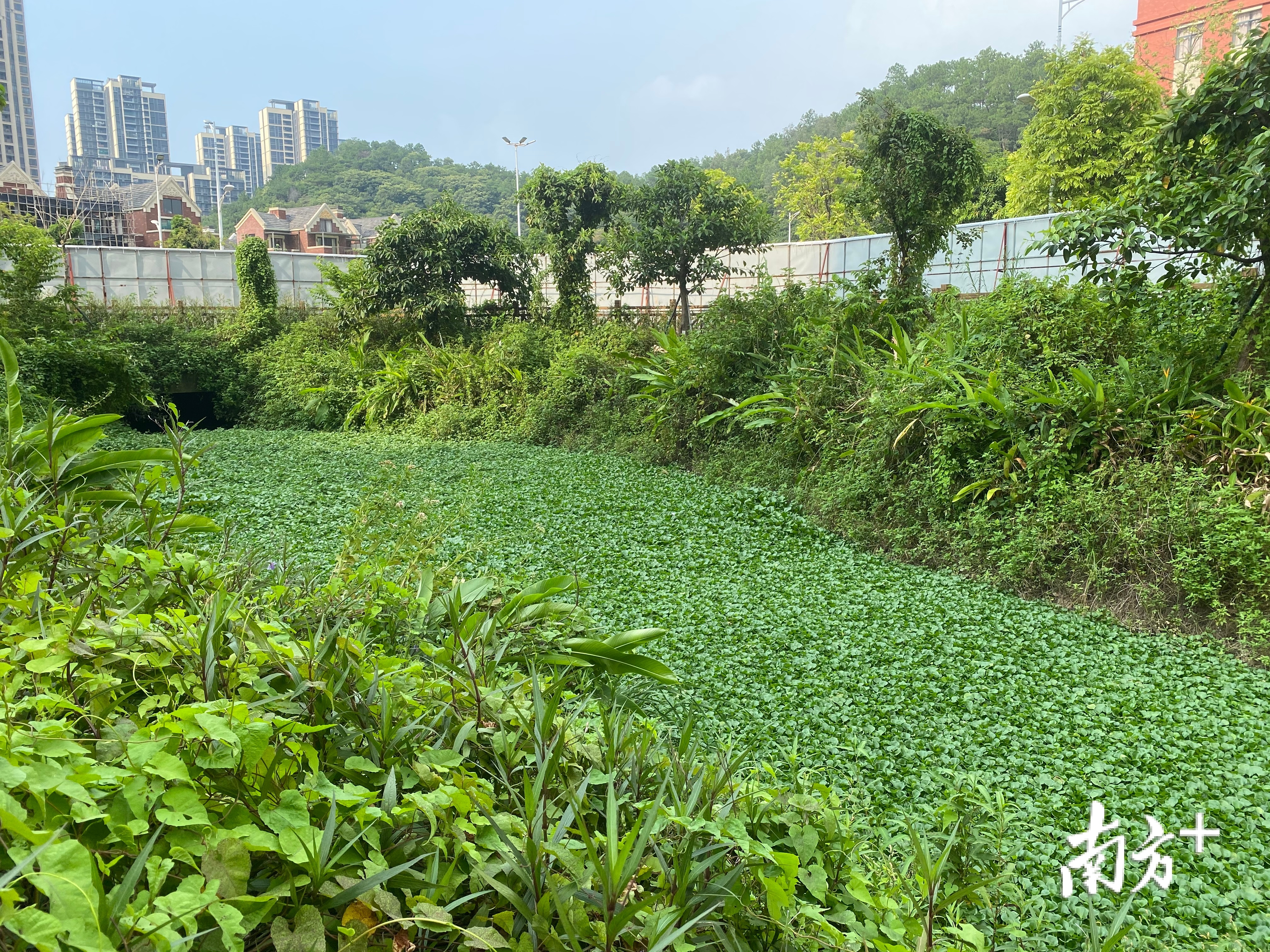 范罗岗小学前的明渠水面上长满了水葫芦。