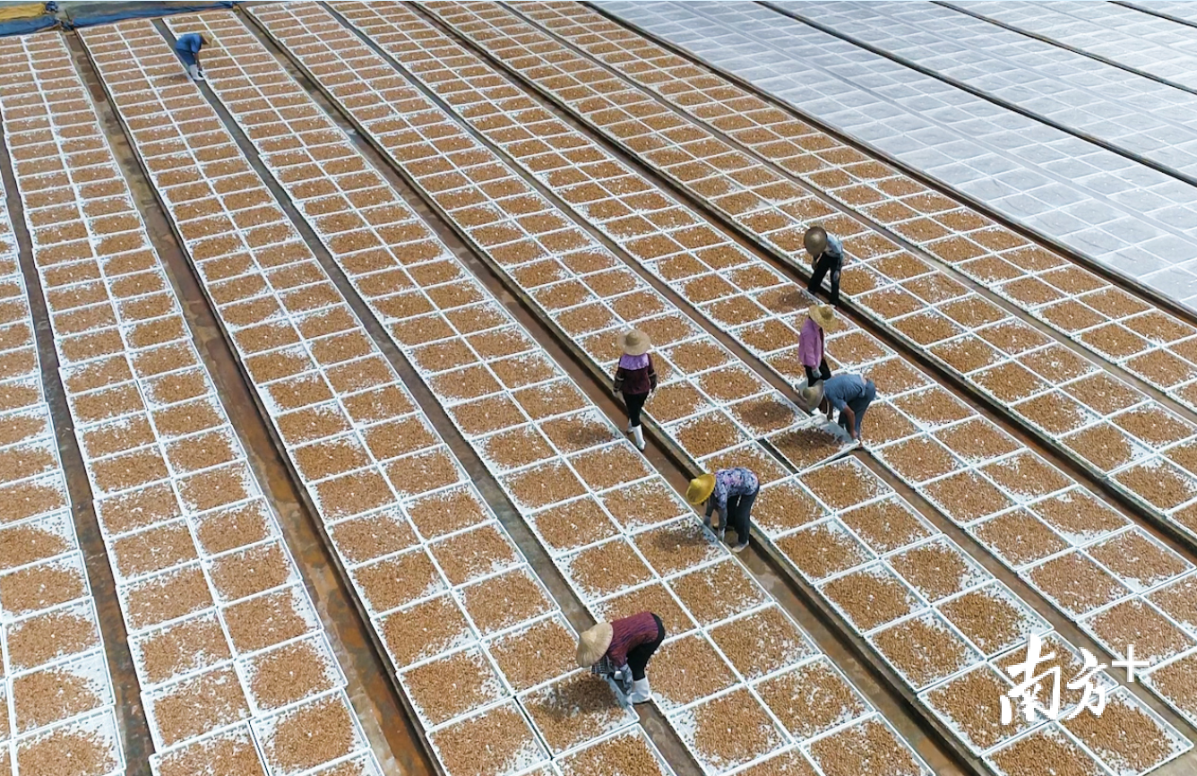 青梅是当地的主要种植产业，梅业公司与贫困户达成保护价收购协议。受访者供图