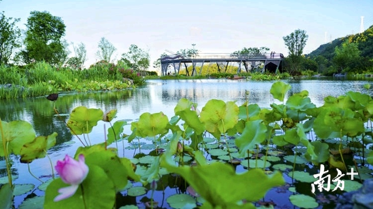 公园、道路、花海……大鹏第三季度12个政府项目集中竣工