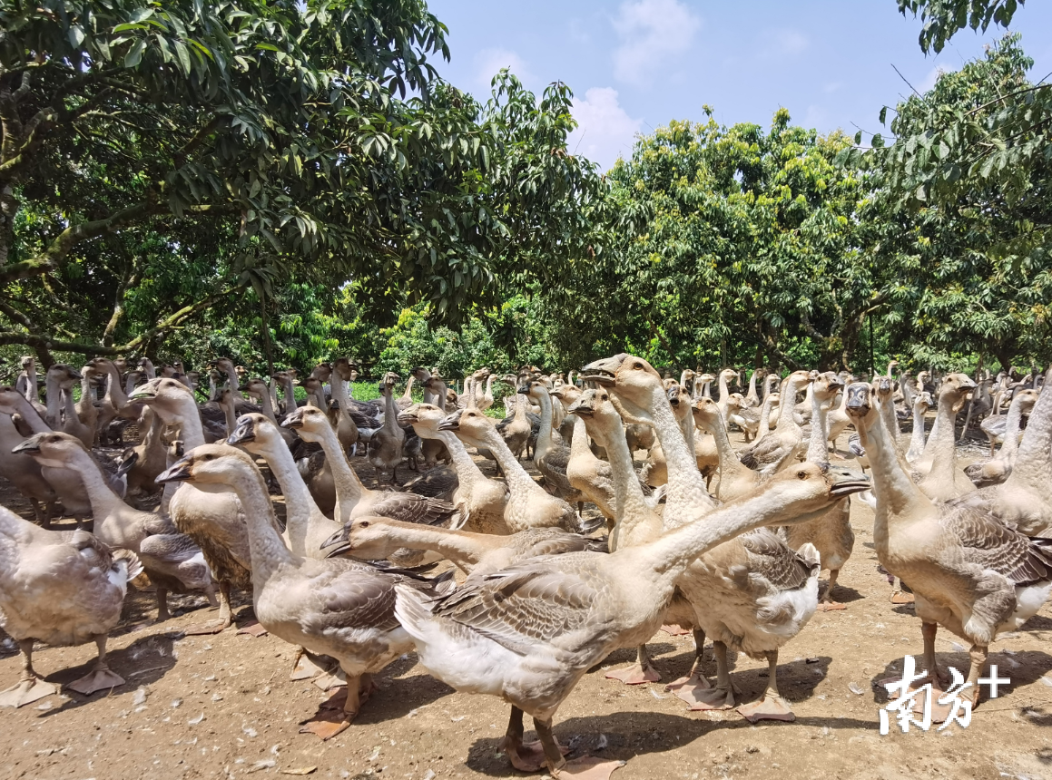 陈伟加养了85天的狮头鹅个大体肥。郑淼鑫 摄