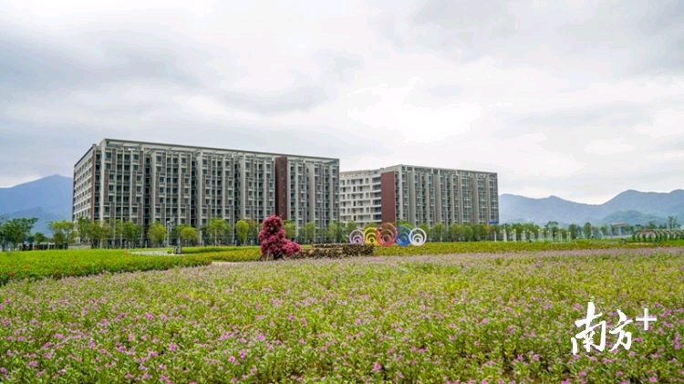 公园、道路、花海……大鹏第三季度12个政府项目集中竣工