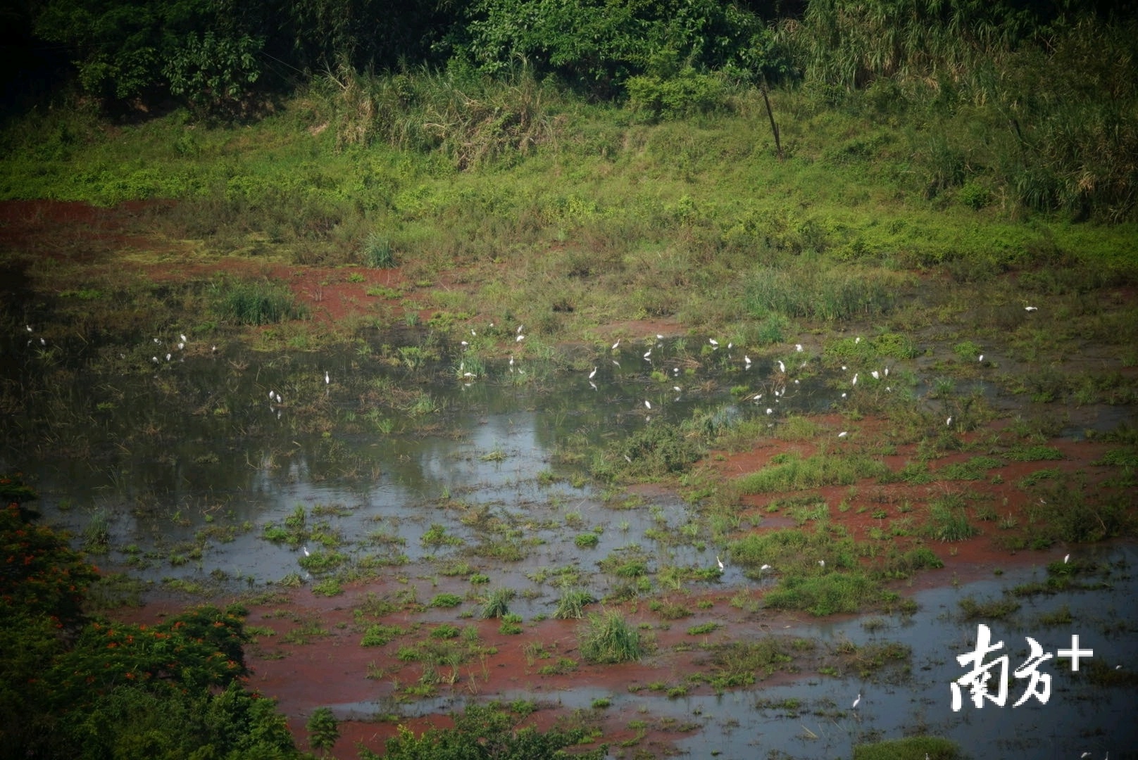 沉香岛的大部分由沙洲和绿地覆盖，每年秋冬季都有大量白鹭在沉香岛上栖息、繁衍。