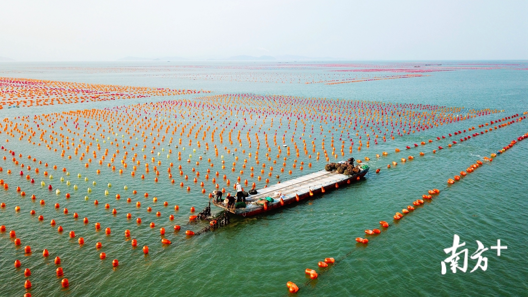 每到牡蛎肥美时，渔民就忙着将吊在海上浮球的大牡蛎串打捞上市销售。
