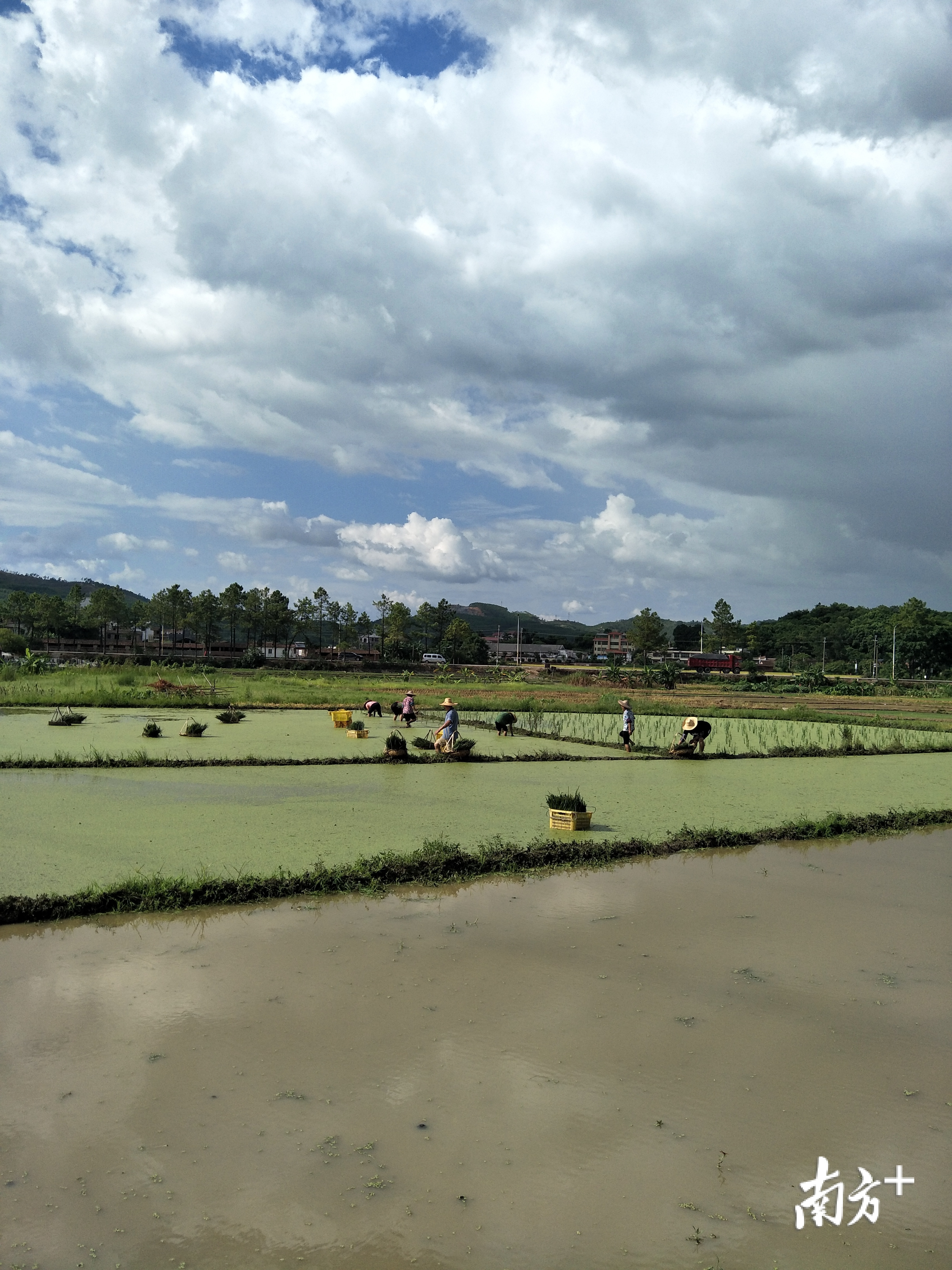 东莞市人大办对口帮扶龙岗村农户进行马蹄田里的劳作