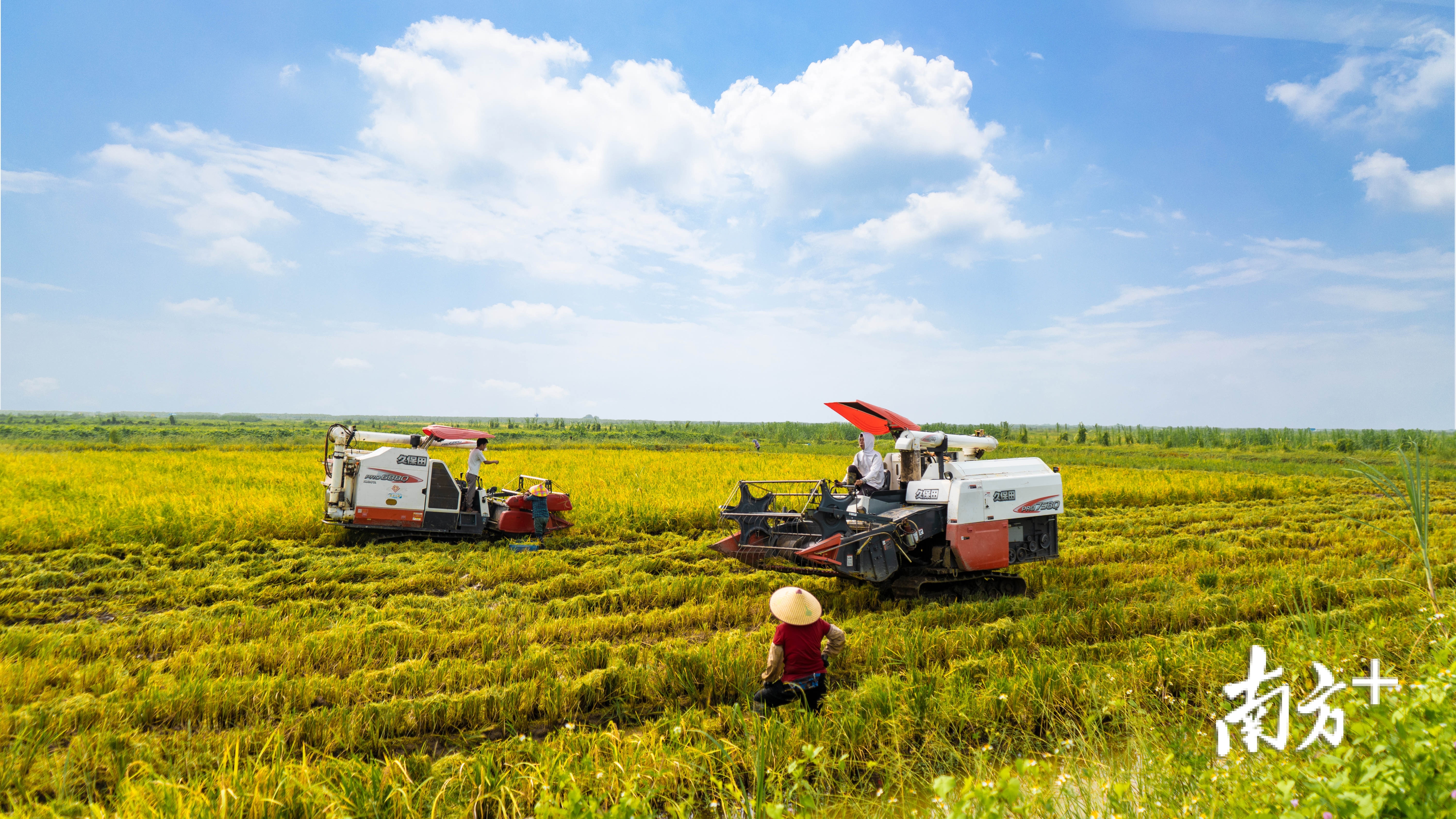 9月3日，江门台山3000亩“海水稻”开割，成品大米将于今年10月上市销售。陈炜豪 摄