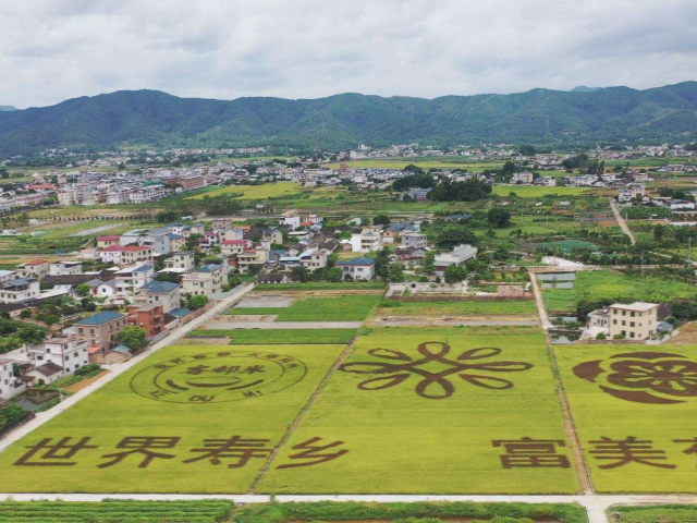 世界寿乡·富美蕉岭丨遇上蕉岭的“一粒米”，我每顿都能吃三碗饭~