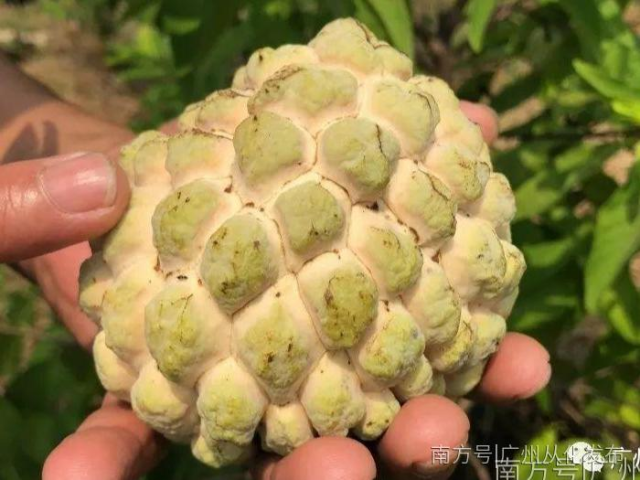 横跨近二十年试种终成功，从化大叔把这种外形奇特的水果变成“摇钱树”