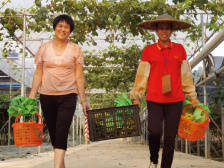 三水中社村：葡萄丰收，带动富民兴村｜小康生活影像①