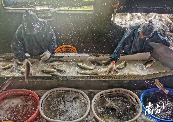 家成立超过23年的综合性水产企业,也是"南鱼北运"的活鱼重点供销单位