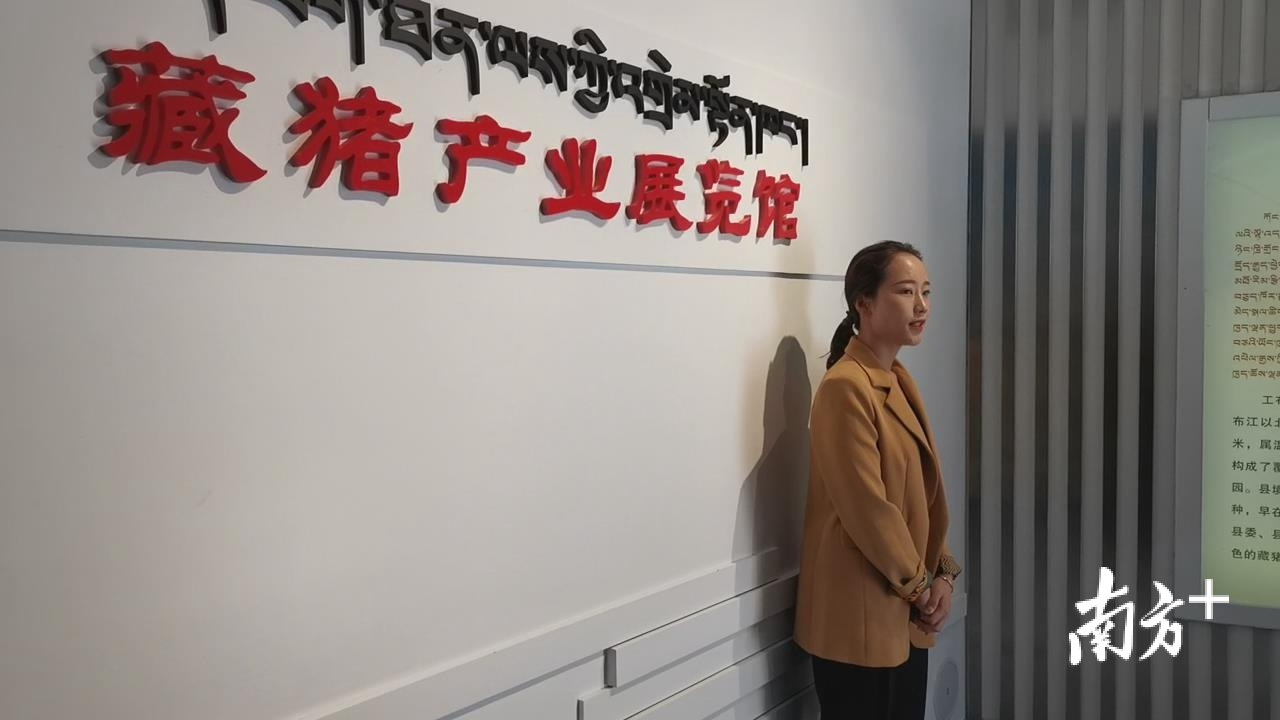 旦增旺姆在藏猪产业展览馆内兼职讲解工作。雷海泉 摄
