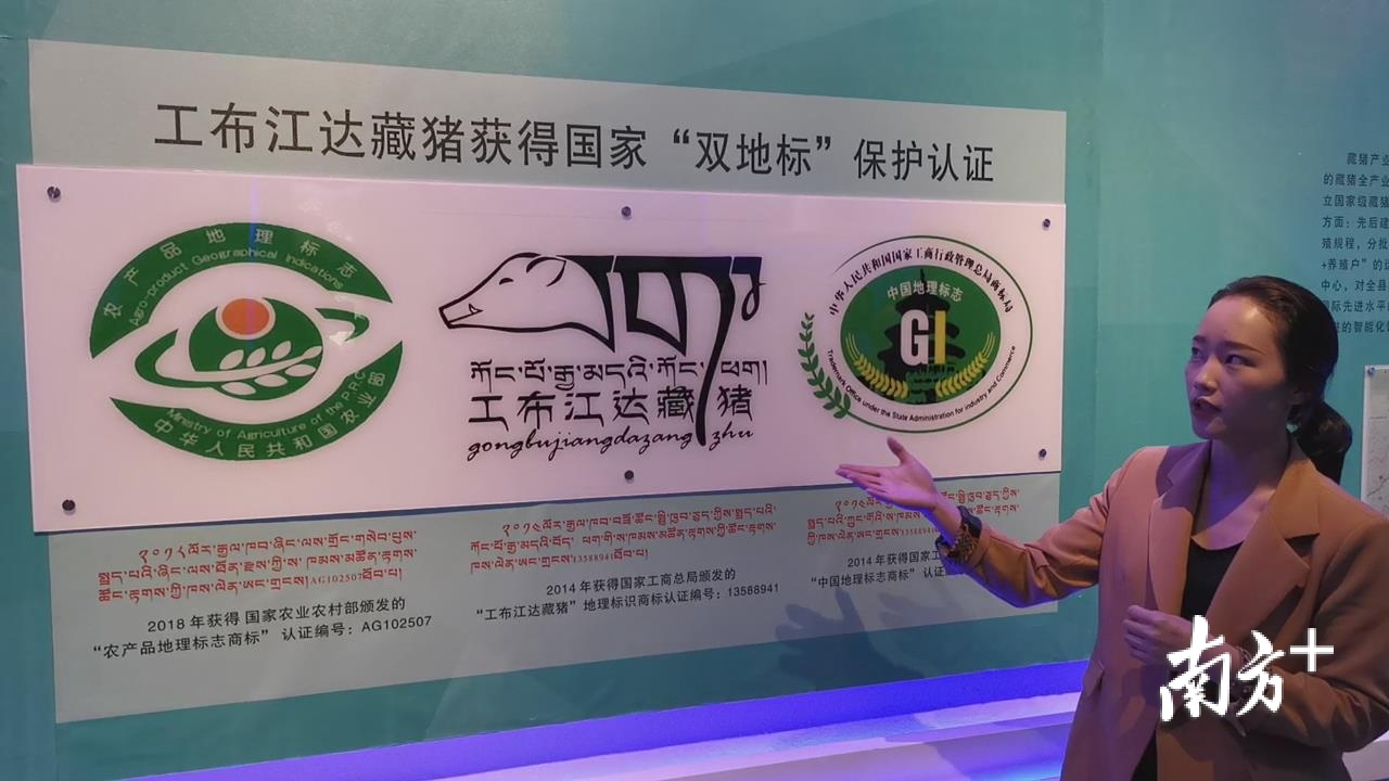 旦增旺姆在藏猪产业展览馆内兼职讲解工作。雷海泉 摄