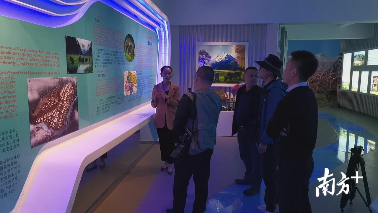 旦增旺姆向中山记者团介绍当地藏猪产业发展情况。雷海泉 摄