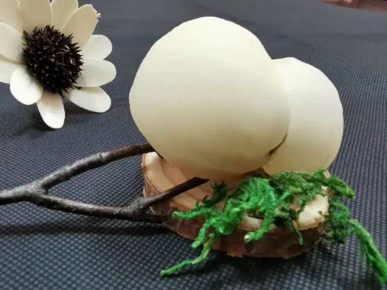 每天只可采摘5小时！肇庆这款顶级食材你未必吃过！（内附视频）