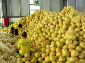 “柚”是丰收年!梅州柚•大埔蜜柚开采上市