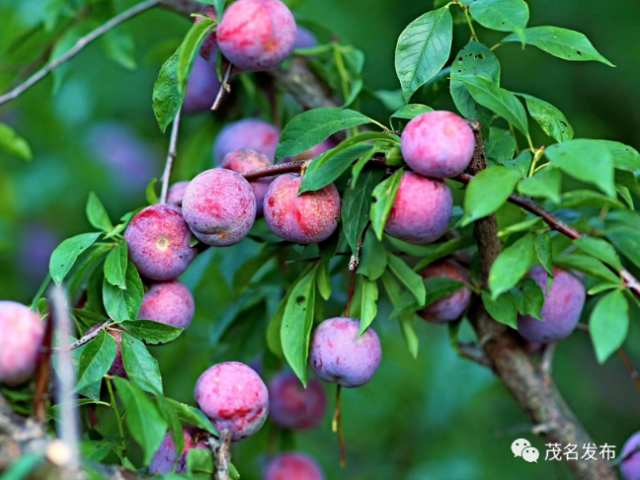 “三华李第一镇”信宜钱排：一颗李子串起三大产业