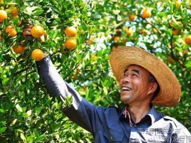 看广东好货，韶关仁化贡柑甜到你心里