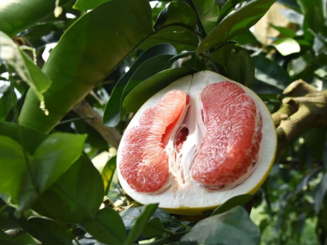 九月“柚”它才完美!平和琯溪蜜柚皮薄肉厚,爆汁爽脆!