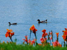 三水欧南村：一种幸福生活，家住生态公园｜小康生活影像②