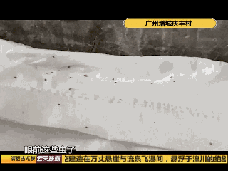 村民|“夺命蜱虫”？村中突现大量小黑虫，密密麻麻还难杀