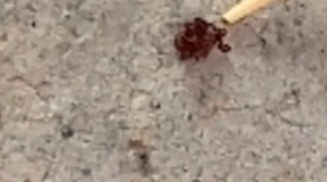村民|“夺命蜱虫”？村中突现大量小黑虫，密密麻麻还难杀