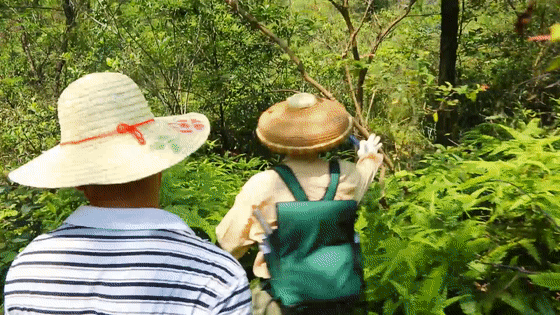 土茯苓|口感一绝！来中山，一定要尝尝这碗糖水