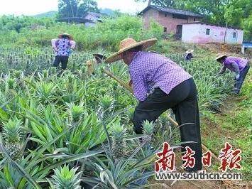 这是一片 “菠萝的海”，这里以产业带动封开老乡添“丰裕”！