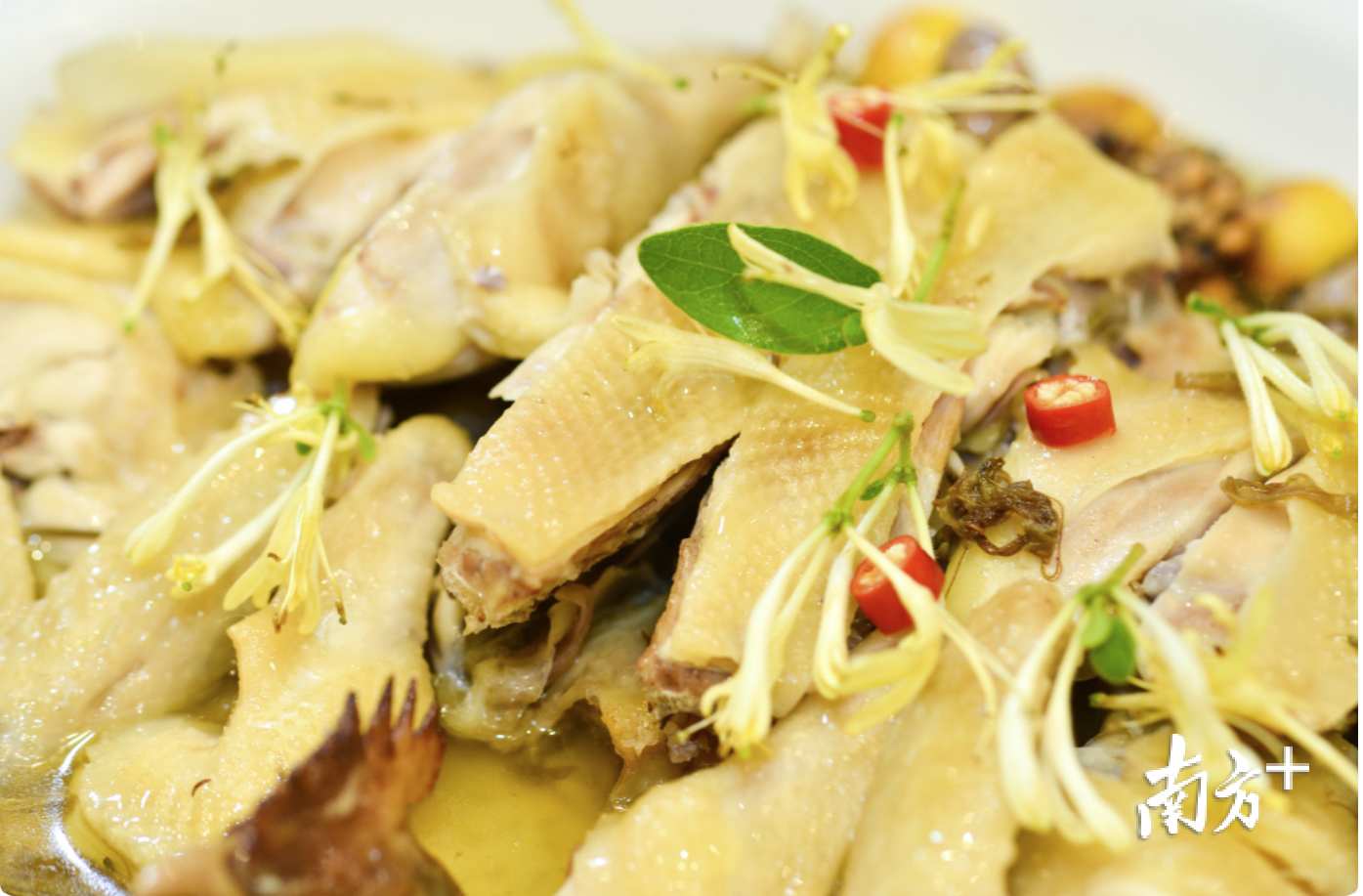 9月13日晚,第八届顺德陈村花卉美食文化节《花宴来了》直播首播