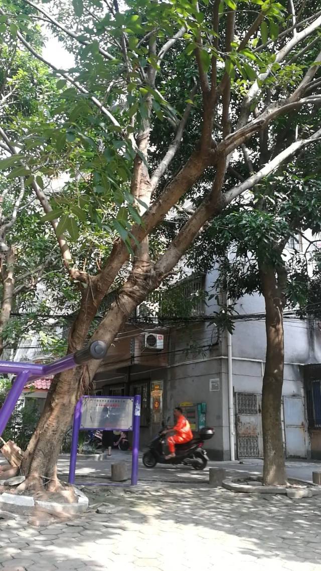 居民|快速出击!石岐区这些地方环境Up Up Up↓