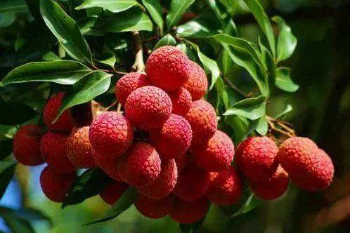 水果|《广东水果地图》