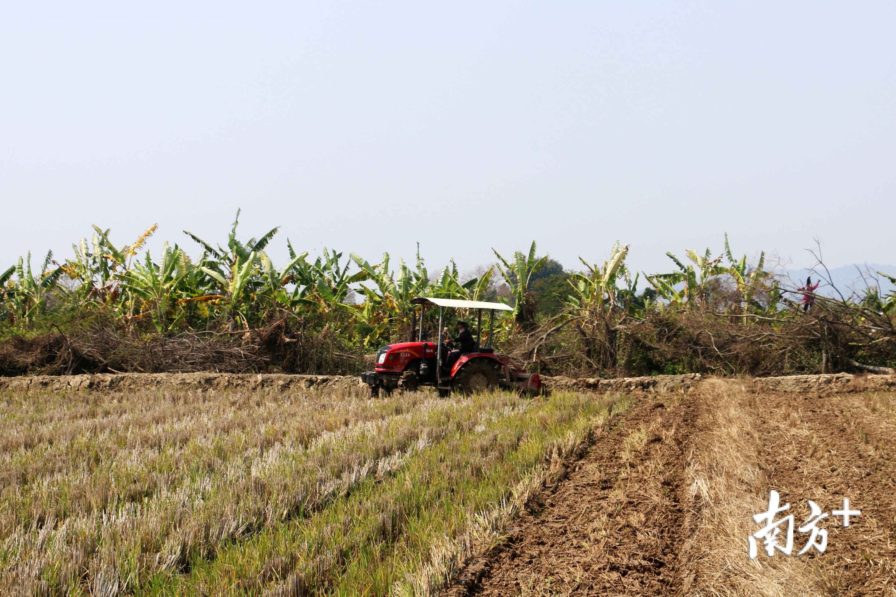 昔日的耕牛已被"铁牛"所代替,我国很多地区实现了拖拉机耕地.