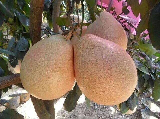 水果|《广东水果地图》