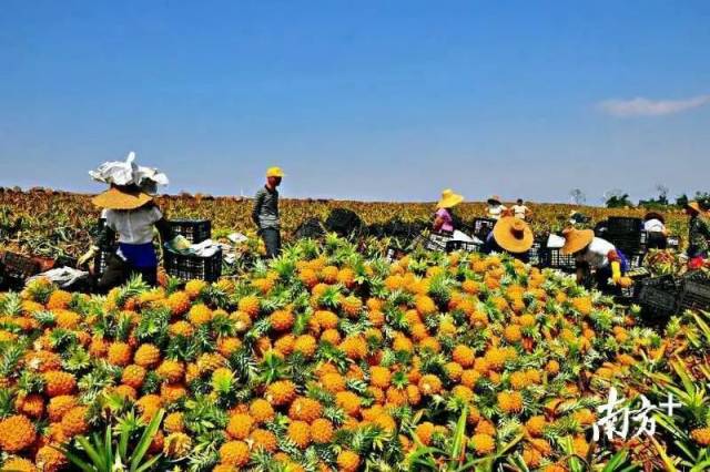 水果|《广东水果地图》