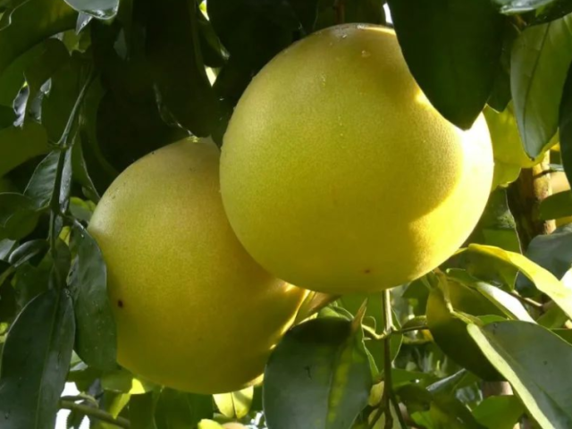 平远:新绿湖家庭农场150亩柚子丰收在望