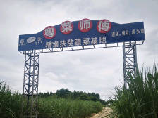 三水对口帮扶｜湛江虎头坡：从菜园到餐桌，品牌农业引来粤菜师傅
