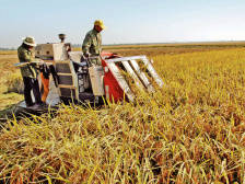 特区40年轮丨2000：保农稳粮，从创汇农业到“吨谷市”十连冠