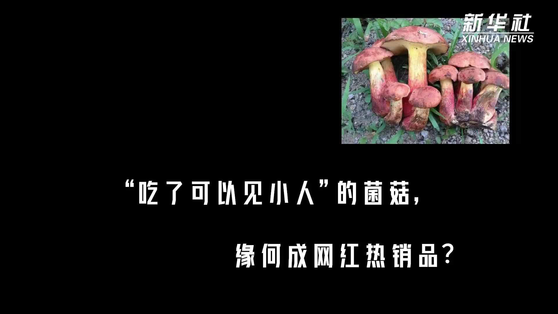 记者|“吃了可以见小人”？这些可能致死的野生菌为何蹿红网络